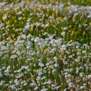 Frühling