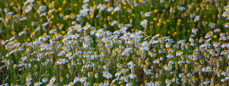 Frühling