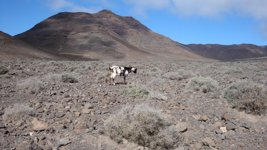 Fuerteventura